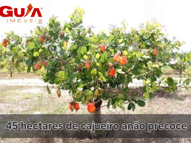 #4786 - Fazenda para Venda em Aracoiaba - CE - 3